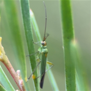 Austromiris viridissimus at Ngunnawal, ACT - 19 Oct 2024