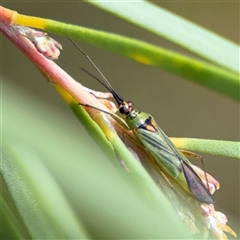 Austromiris viridissimus at Ngunnawal, ACT - 19 Oct 2024