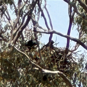 Corvus coronoides at Ngunnawal, ACT - 19 Oct 2024