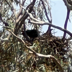 Corvus coronoides at Ngunnawal, ACT - 19 Oct 2024