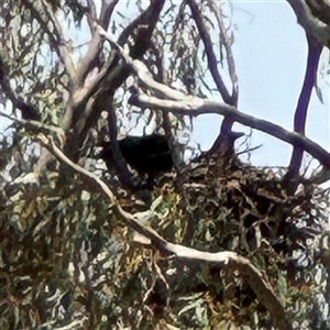 Corvus coronoides at Ngunnawal, ACT - 19 Oct 2024