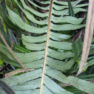 Blechnum nudum at Uriarra Village, ACT - 20 Oct 2024 04:33 PM