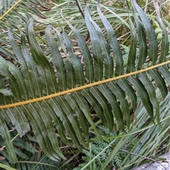 Blechnum nudum at Uriarra Village, ACT - 20 Oct 2024 04:33 PM