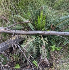 Blechnum nudum at Uriarra Village, ACT - 20 Oct 2024 04:33 PM