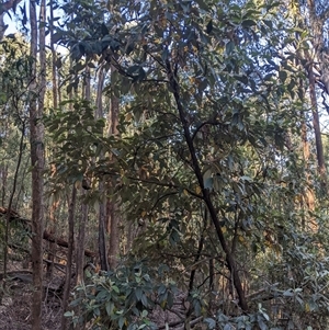 Olearia argophylla at Uriarra Village, ACT - 20 Oct 2024