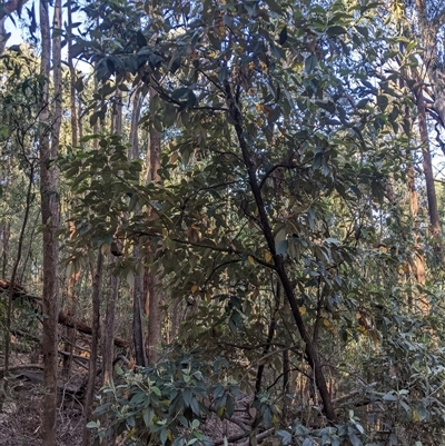 Olearia argophylla (Native Musk) at Uriarra Village, ACT - 20 Oct 2024 by MattM