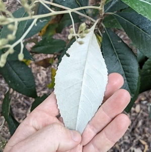 Olearia argophylla at Uriarra Village, ACT - 20 Oct 2024