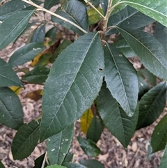 Olearia argophylla at Uriarra Village, ACT - 20 Oct 2024