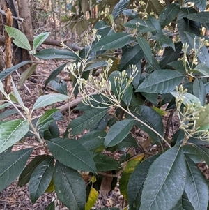 Olearia argophylla at Uriarra Village, ACT - 20 Oct 2024