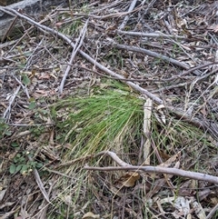 Austrostipa rudis subsp. nervosa (A Speargrass) at Uriarra Village, ACT - 20 Oct 2024 by MattM