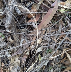 Austrostipa rudis subsp. nervosa at Uriarra Village, ACT - 20 Oct 2024 04:53 PM