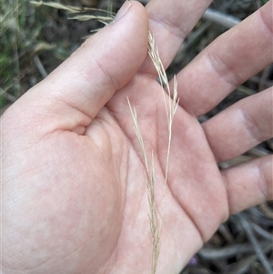 Austrostipa rudis subsp. nervosa at Uriarra Village, ACT - 20 Oct 2024