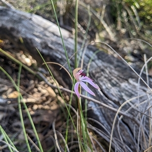 Caladenia congesta at Uriarra Village, ACT - 20 Oct 2024