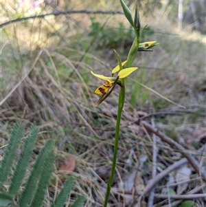 Diuris sulphurea at Uriarra Village, ACT - suppressed