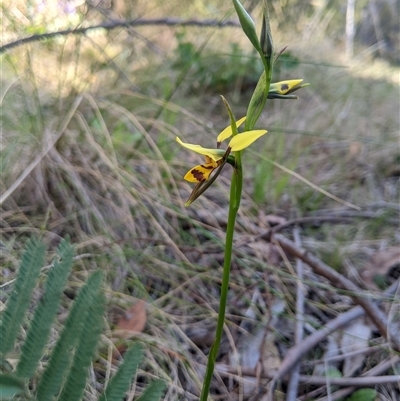 Diuris sulphurea (Tiger Orchid) at Uriarra Village, ACT - 20 Oct 2024 by MattM