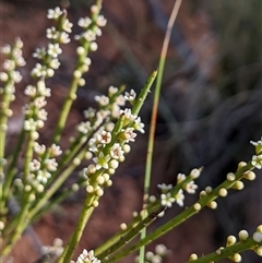 Choretrum pauciflorum (Dwarf Sour Bush) at Uriarra Village, ACT - 20 Oct 2024 by MattM