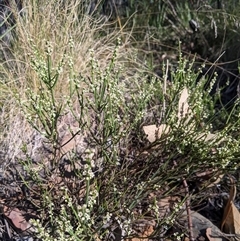 Choretrum pauciflorum at Uriarra Village, ACT - 20 Oct 2024