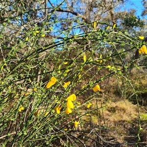 Cytisus scoparius subsp. scoparius at Isaacs, ACT - 20 Oct 2024 05:39 PM