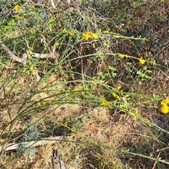 Cytisus scoparius subsp. scoparius at Isaacs, ACT - 20 Oct 2024