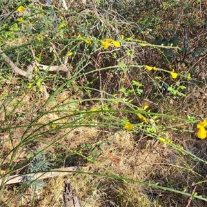 Cytisus scoparius subsp. scoparius at Isaacs, ACT - 20 Oct 2024