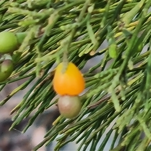 Exocarpos cupressiformis at Isaacs, ACT - 20 Oct 2024