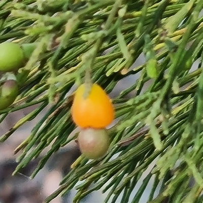 Exocarpos cupressiformis (Cherry Ballart) at Isaacs, ACT - 20 Oct 2024 by Mike