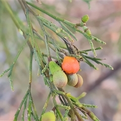 Exocarpos cupressiformis at Isaacs, ACT - 20 Oct 2024