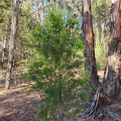 Exocarpos cupressiformis at Isaacs, ACT - 20 Oct 2024