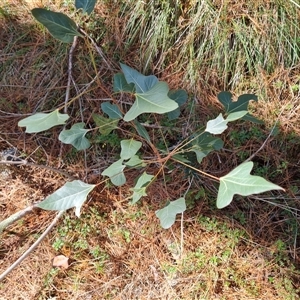 Brachychiton populneus subsp. populneus at Isaacs, ACT - 20 Oct 2024