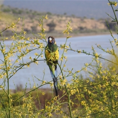 Barnardius zonarius (Australian Ringneck) at Kalbarri, WA - 20 Oct 2024 by HelenCross
