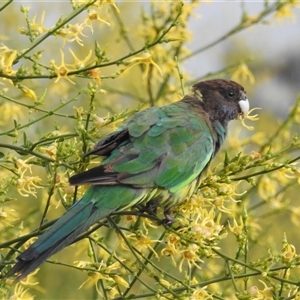 Barnardius zonarius at Kalbarri, WA - 20 Oct 2024