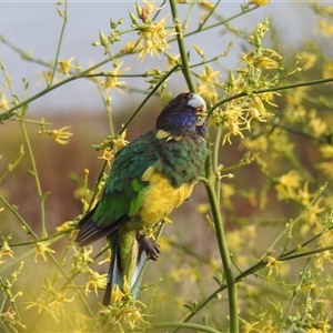 Barnardius zonarius at Kalbarri, WA - 20 Oct 2024