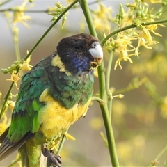 Barnardius zonarius at Kalbarri, WA - 20 Oct 2024 08:54 AM