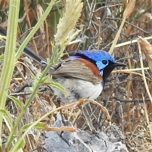 Malurus assimilis at Kalbarri, WA - 20 Oct 2024