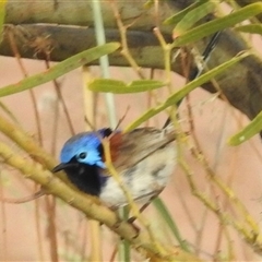 Malurus assimilis at Kalbarri, WA - 20 Oct 2024 09:08 AM