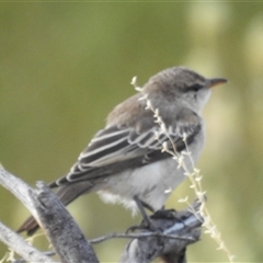 Lalage tricolor at Kalbarri, WA - 20 Oct 2024 09:12 AM