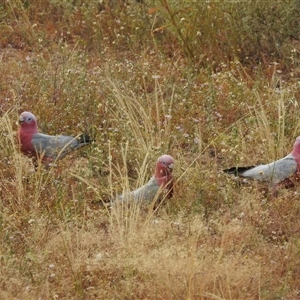 Eolophus roseicapilla at Kalbarri, WA - 20 Oct 2024