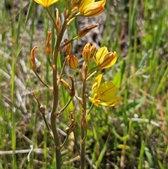 Bulbine bulbosa (Golden Lily, Bulbine Lily) at Weetangera, ACT - 20 Oct 2024 by sangio7