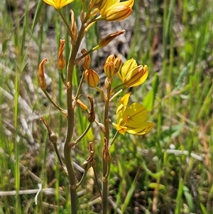 Bulbine bulbosa at Weetangera, ACT - 20 Oct 2024