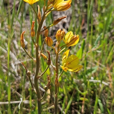 Bulbine bulbosa (Golden Lily, Bulbine Lily) at Weetangera, ACT - 20 Oct 2024 by sangio7