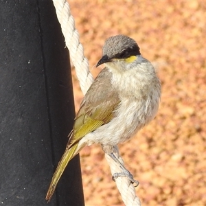 Gavicalis virescens at Kalbarri, WA - 20 Oct 2024