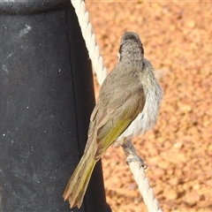 Gavicalis virescens at Kalbarri, WA - 20 Oct 2024