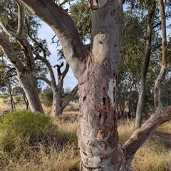Eucalyptus rudis at Kalbarri, WA - 20 Oct 2024 09:43 AM