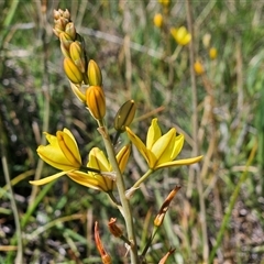 Bulbine bulbosa (Golden Lily, Bulbine Lily) at Weetangera, ACT - 20 Oct 2024 by sangio7