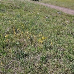 Bulbine bulbosa at Weetangera, ACT - 20 Oct 2024