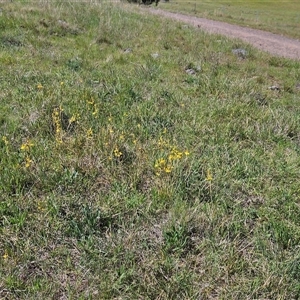 Bulbine bulbosa at Weetangera, ACT - 20 Oct 2024