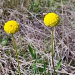 Craspedia variabilis (Common Billy Buttons) at Weetangera, ACT - 20 Oct 2024 by sangio7