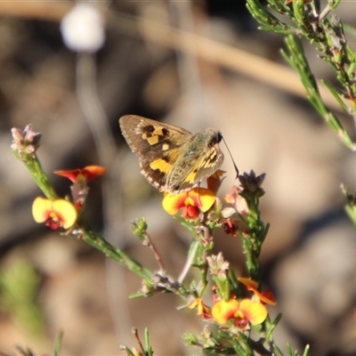 Trapezites phigalia (Heath Ochre) at Bruce, ACT - 20 Oct 2024 by Csteele4