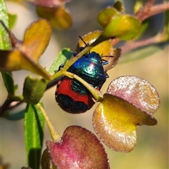 Choerocoris paganus (Ground shield bug) at Acton, ACT - 20 Oct 2024 by Csteele4