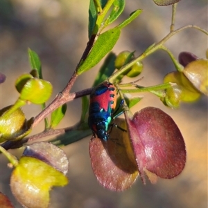 Choerocoris paganus at Acton, ACT - 20 Oct 2024